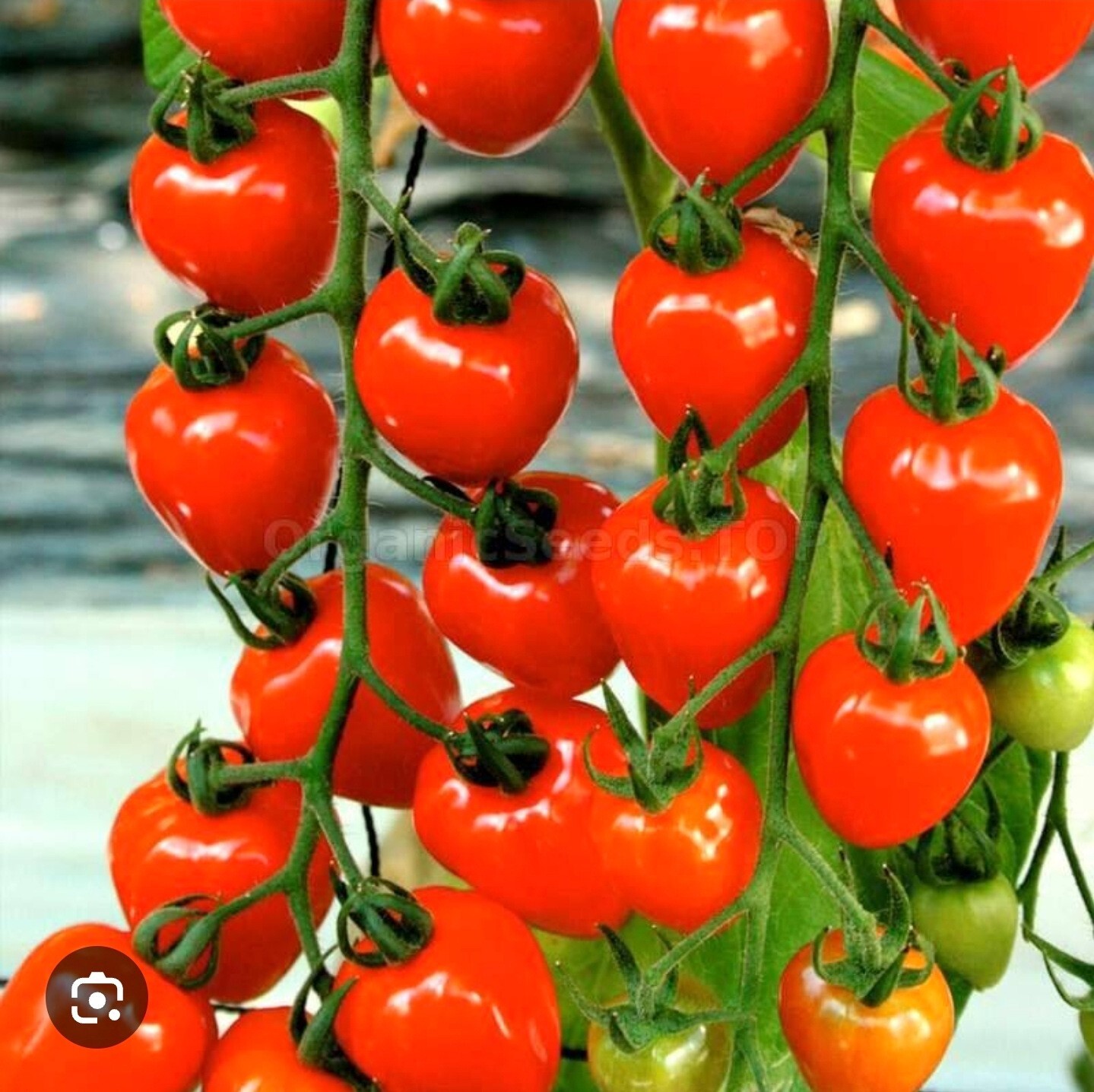 25+ Seeds ~ Tomato TOMATOBERRY Cherry Berry Indeterminate Heirloom Non-GMO