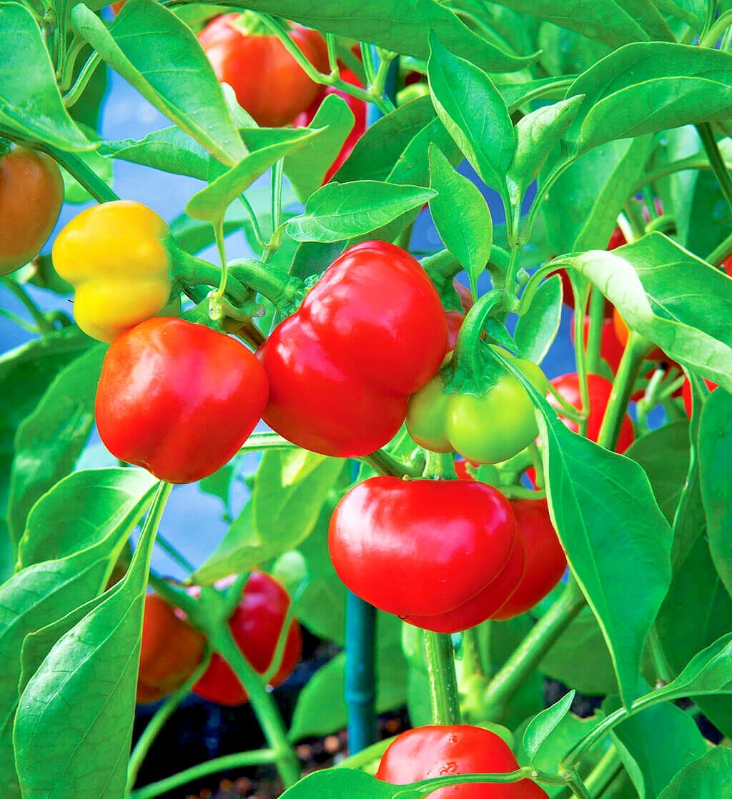 51+PIMENTO Sweet PEPPER Seeds Organic Summer Vegetable Garden Container Easy