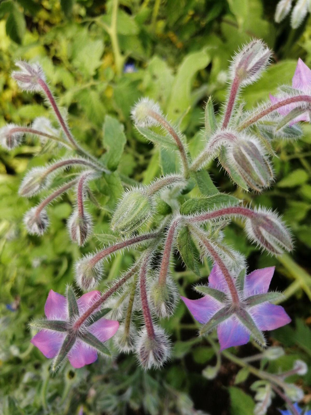 100 Borage Herb Seeds, Borago officinalis, Starflower Edible Bee Bush Bee Bread