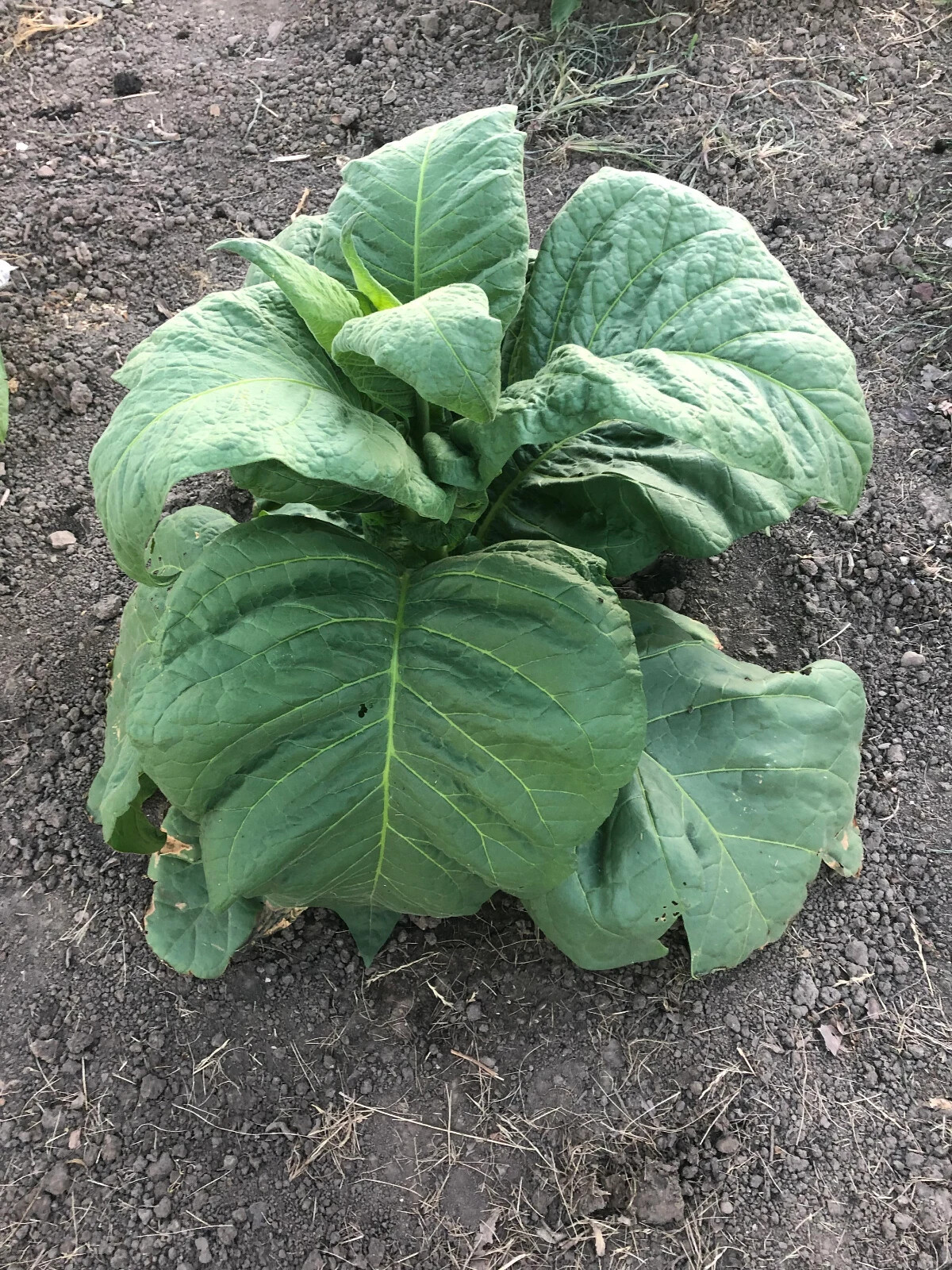 Little Yellow Tobacco Seeds approx. 2K Non-GMO Free Shipping No Tracking Read