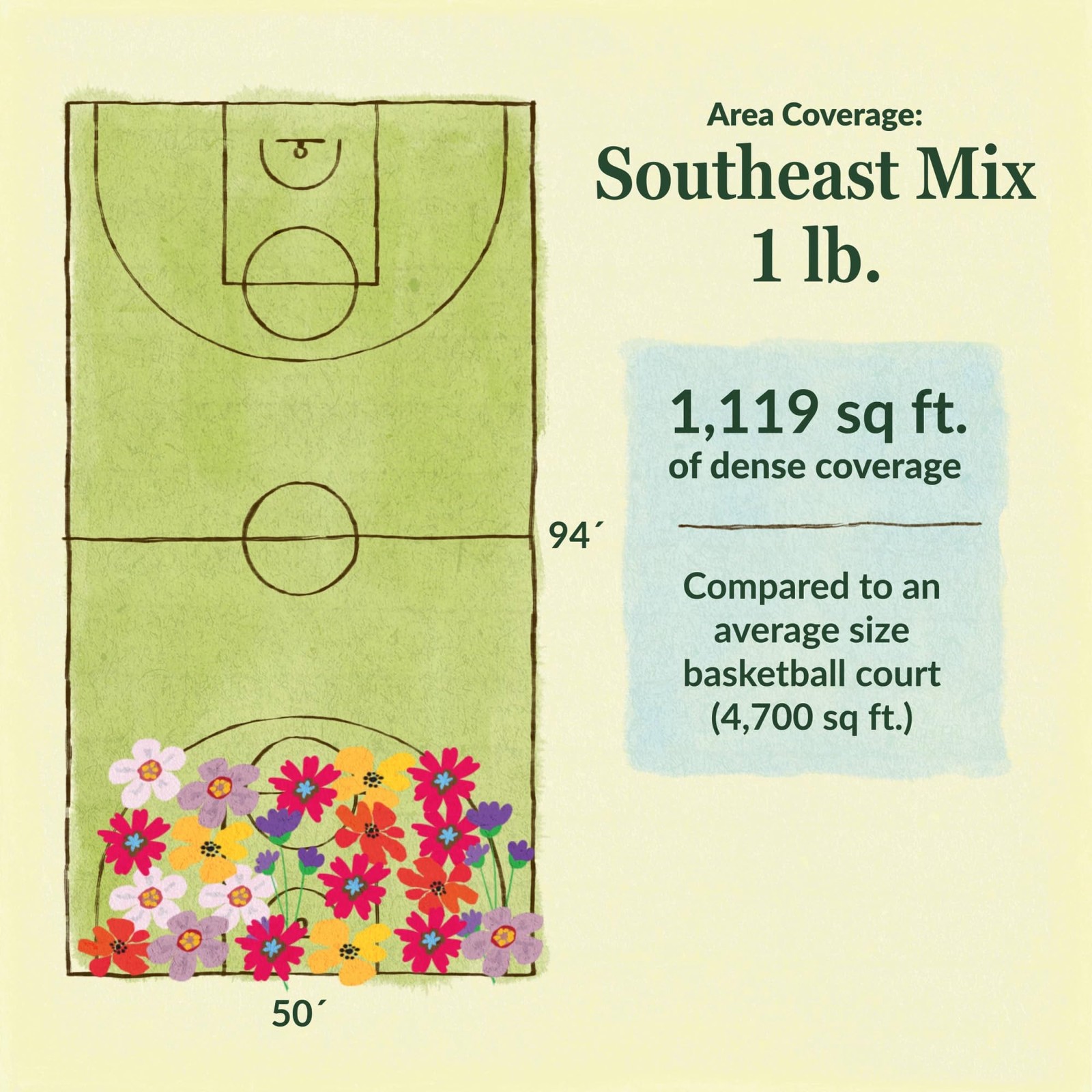 Wildflower Seeds Southeast Mix – Non-GMO, Full Sun, 1 lb for Gardens