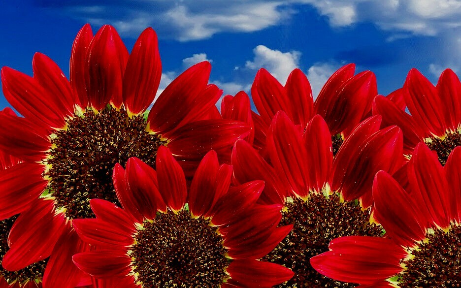 Red Sunflower Seeds, Red Sun, Heirloom Flower Seeds, Many Branches & Blooms 50ct
