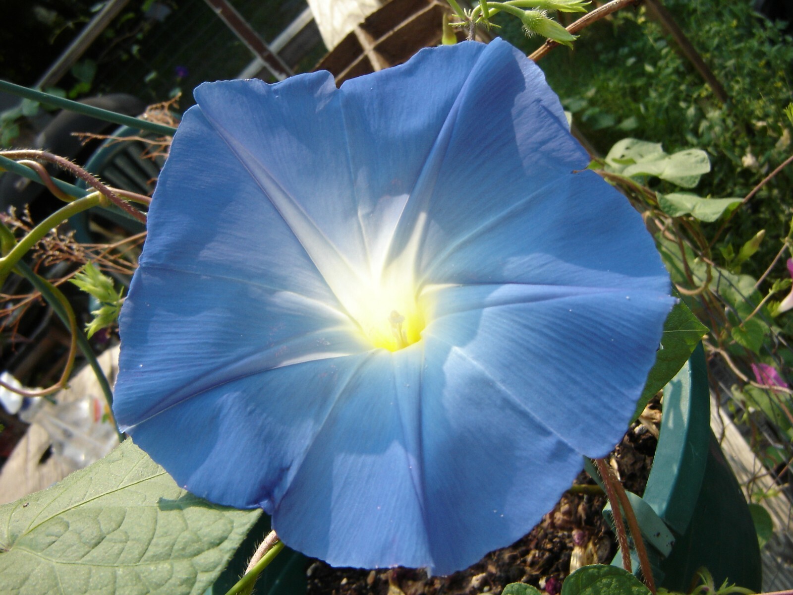 Ipomoea tricolor var. heavenly blue 1oz Seeds – Heavenly Blue Morning Glory