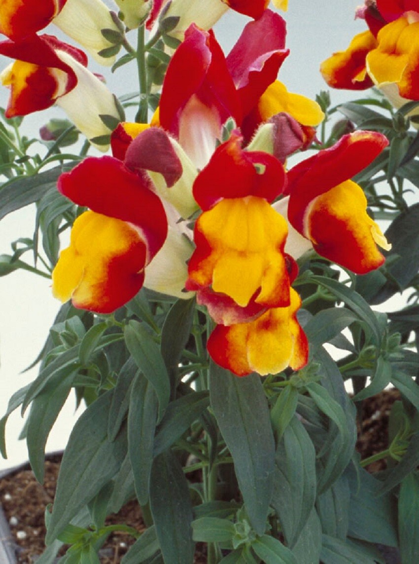 Snapdragon Seeds 50 Seeds Floral Showers Red And Yellow Bicolor