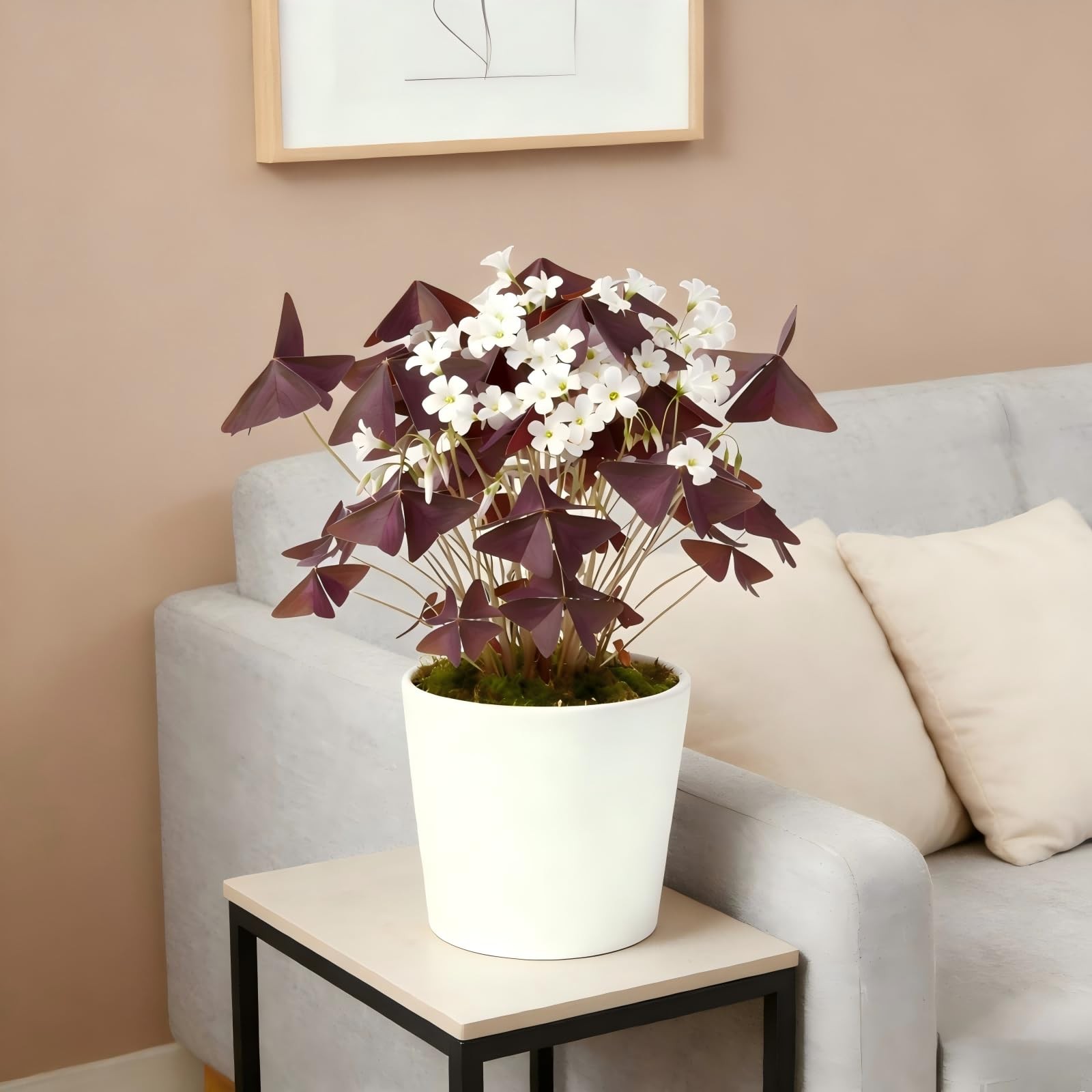 10 Bulbs Oxalis Triangularis, Purple Shamrocks Flowers for Home Garden Indoor…