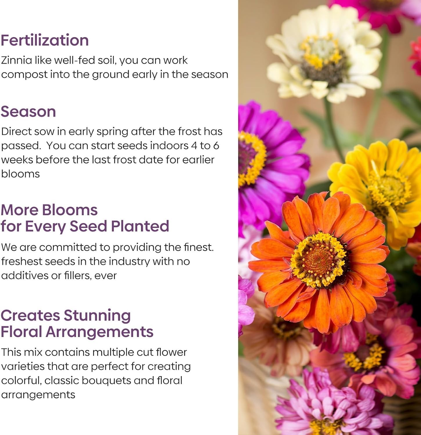 1 Oz Zinnia Seeds Mix – High Germination Rate & Beautiful Blooms in 5 Colors