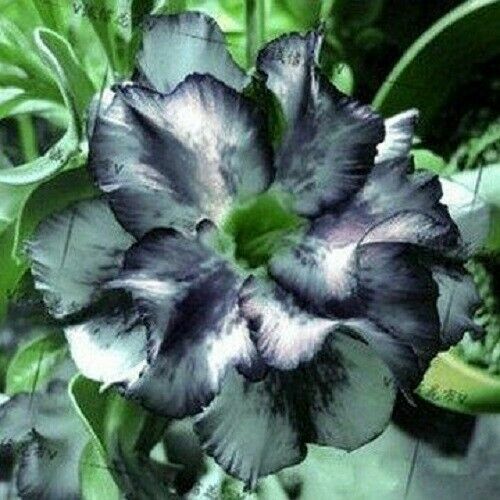 4 White Black Desert Rose Seeds Adenium Flowers Flower Perennial USA