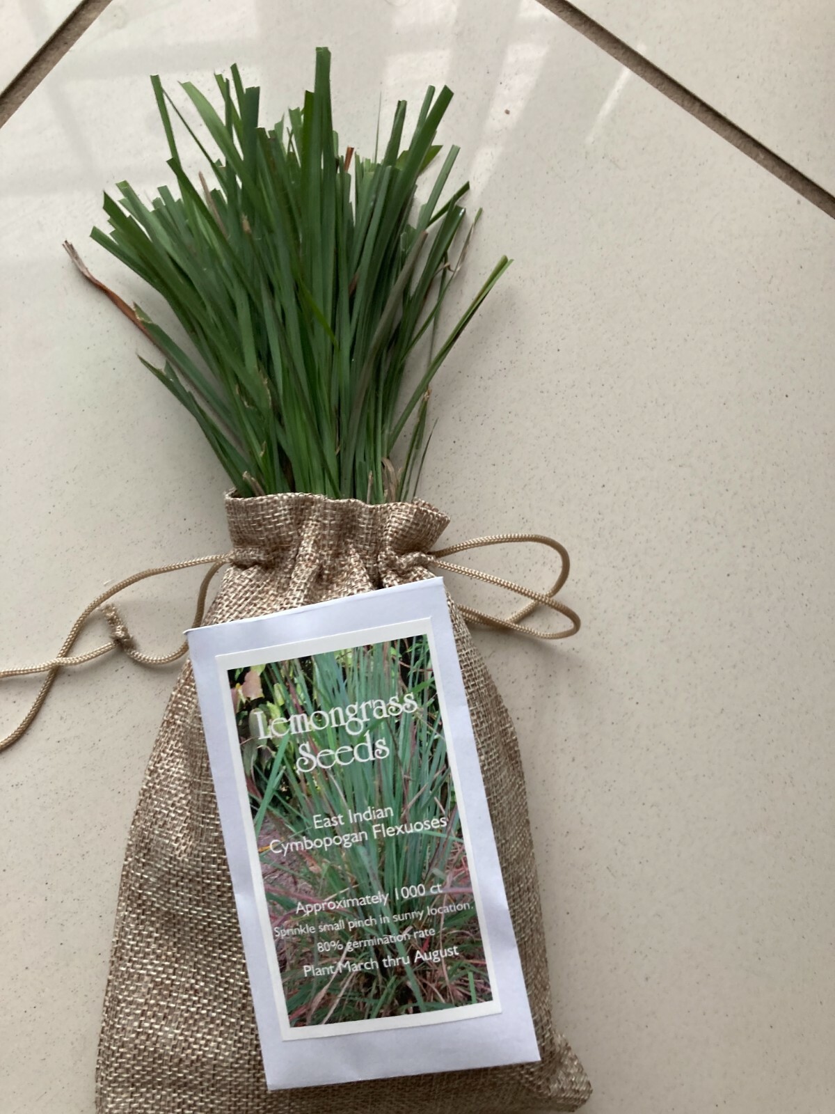 Live Lemongrass Plant East Indian Cymbopogan Flexuosus & 1000 Seed Packet Combo