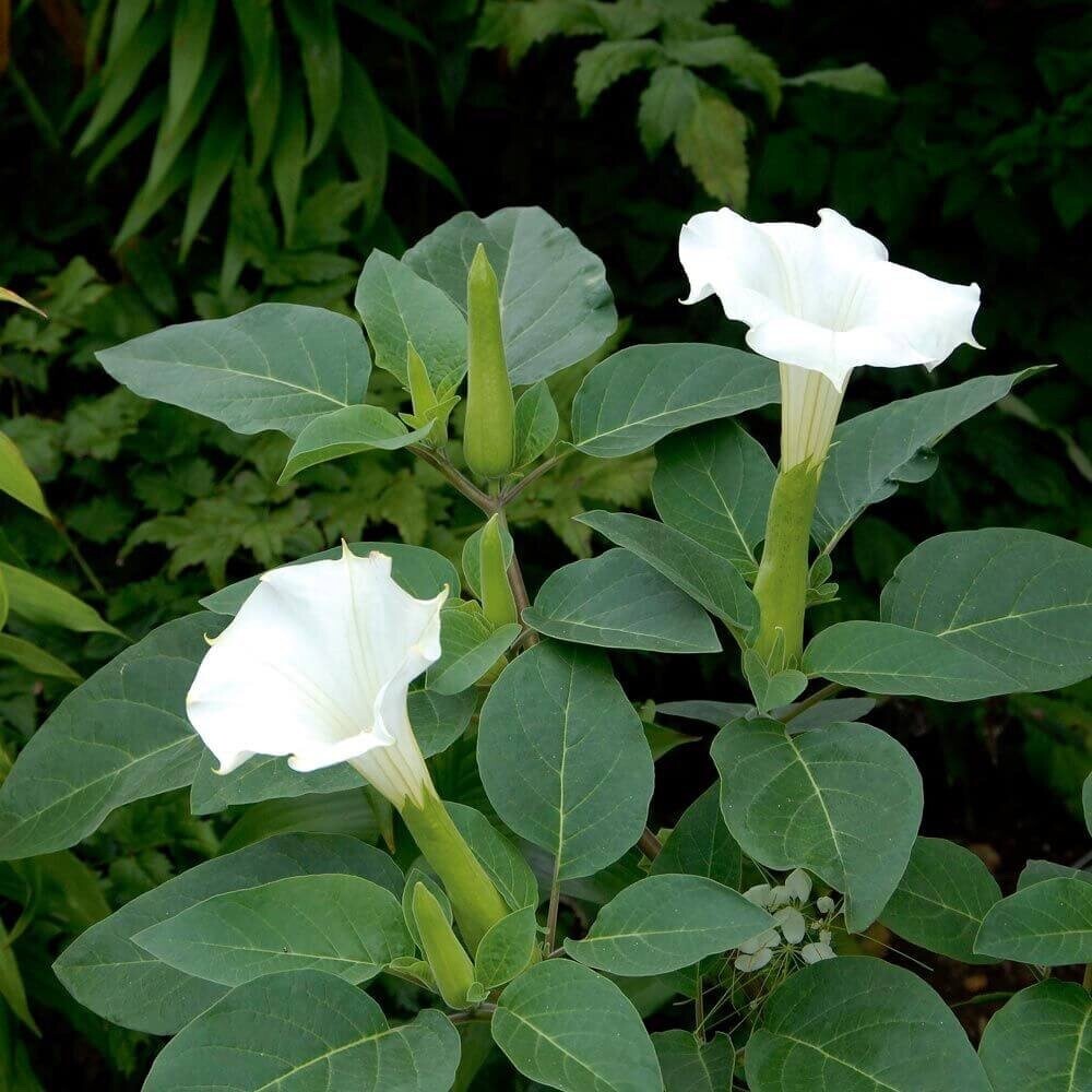 White Angel Trumpet Datura Seeds 50