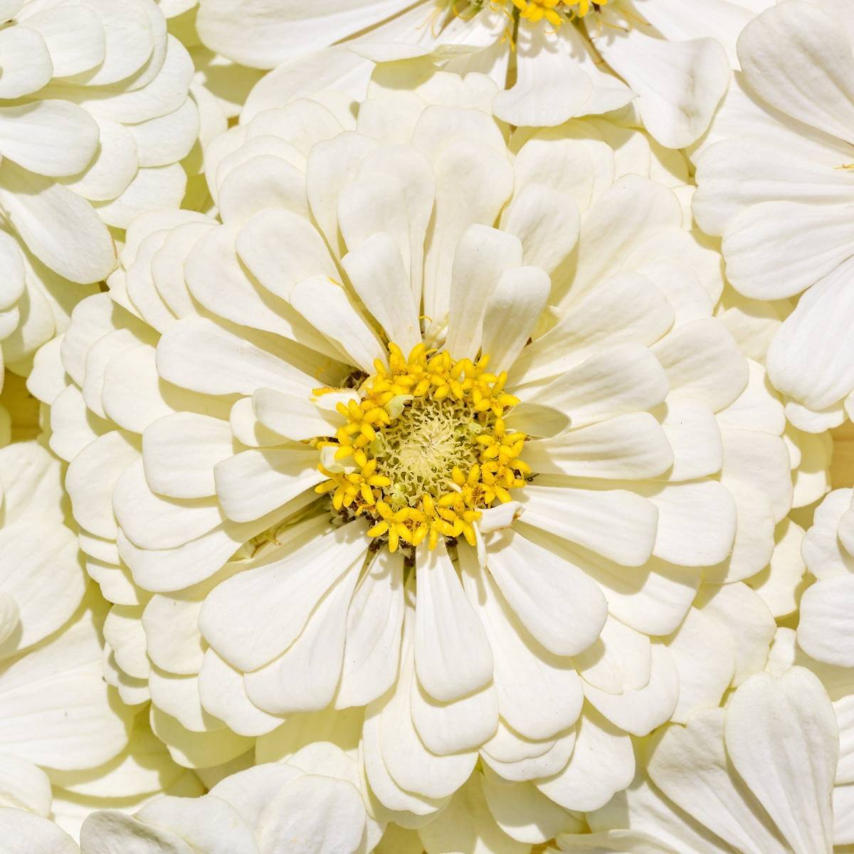 White Zinnia Seeds | Polar Bear White Pollinator Giant Pure Flower Seed 2024