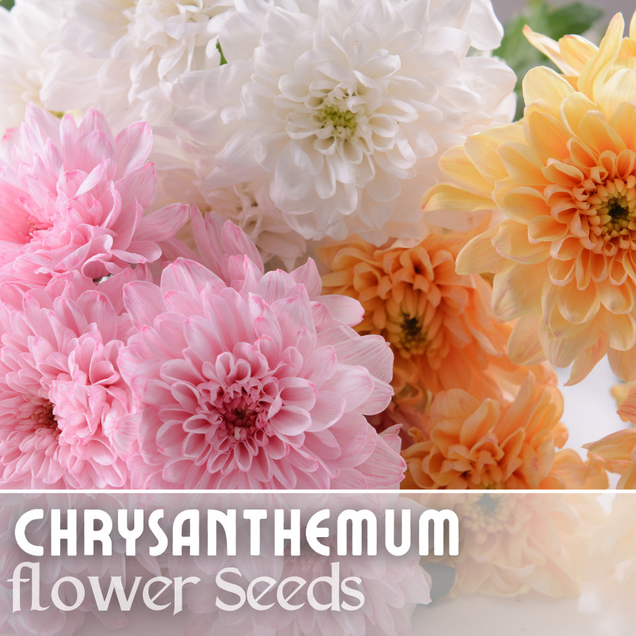 Soft Pastel Mix Mum Chrysanthemum Seeds 200+ Seeds Mum Flower, Flower Seeds