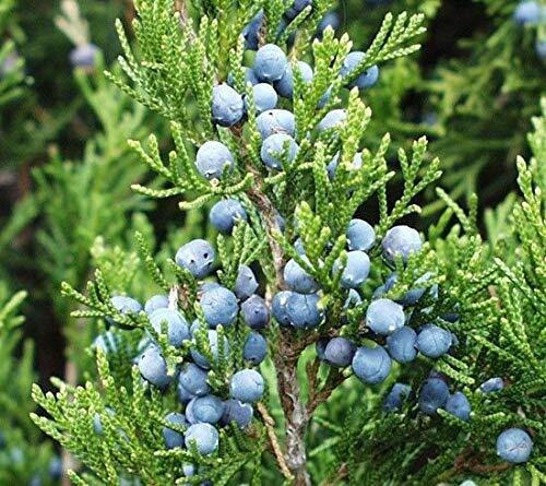 Eastern Red cedar, Juniperus virginiana, Tree Seeds (Hardy Fragrant Evergreen) (