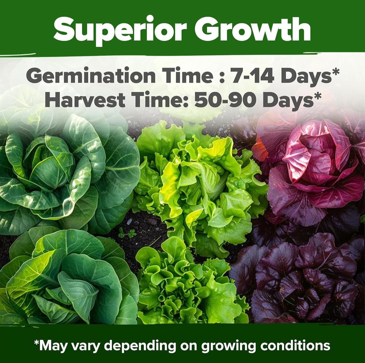HOME GROWN 11,500+ Heirloom Lettuce Seeds 10 Varieties Including Romaine, Bu…