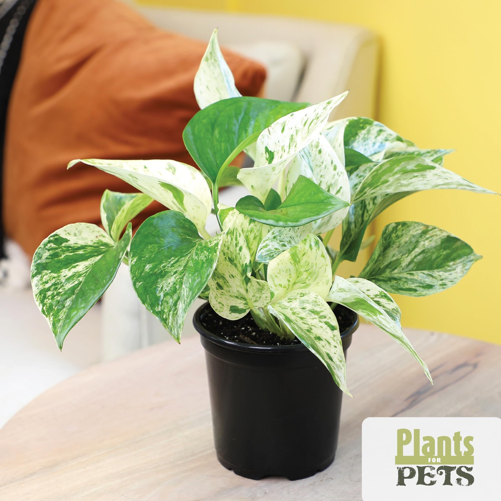 Essential Houseplant Collection 4PK Live Plants Indoor Plants Live Houseplant…