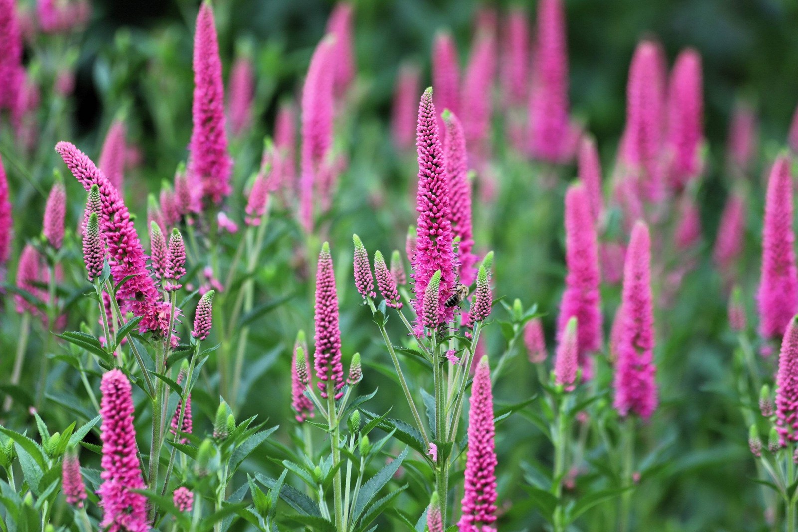 50 Mixed Colors VERONICA Spicata SIGHTSEEING MIX Spike Speedwell Flower Seeds