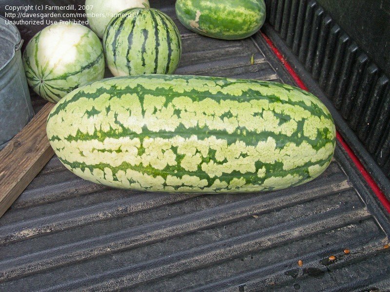 BIG JUBILEE WATERMELON SEEDS 35-40lbs of pure HUGE sweetness! NON GMO HEIRLOOM!!