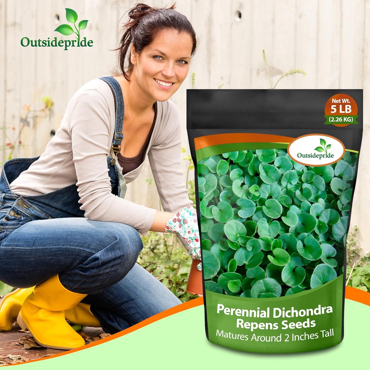 10 LBS Dichondra Seed For Planting – Dichondra Repens Ground Cover Seeds