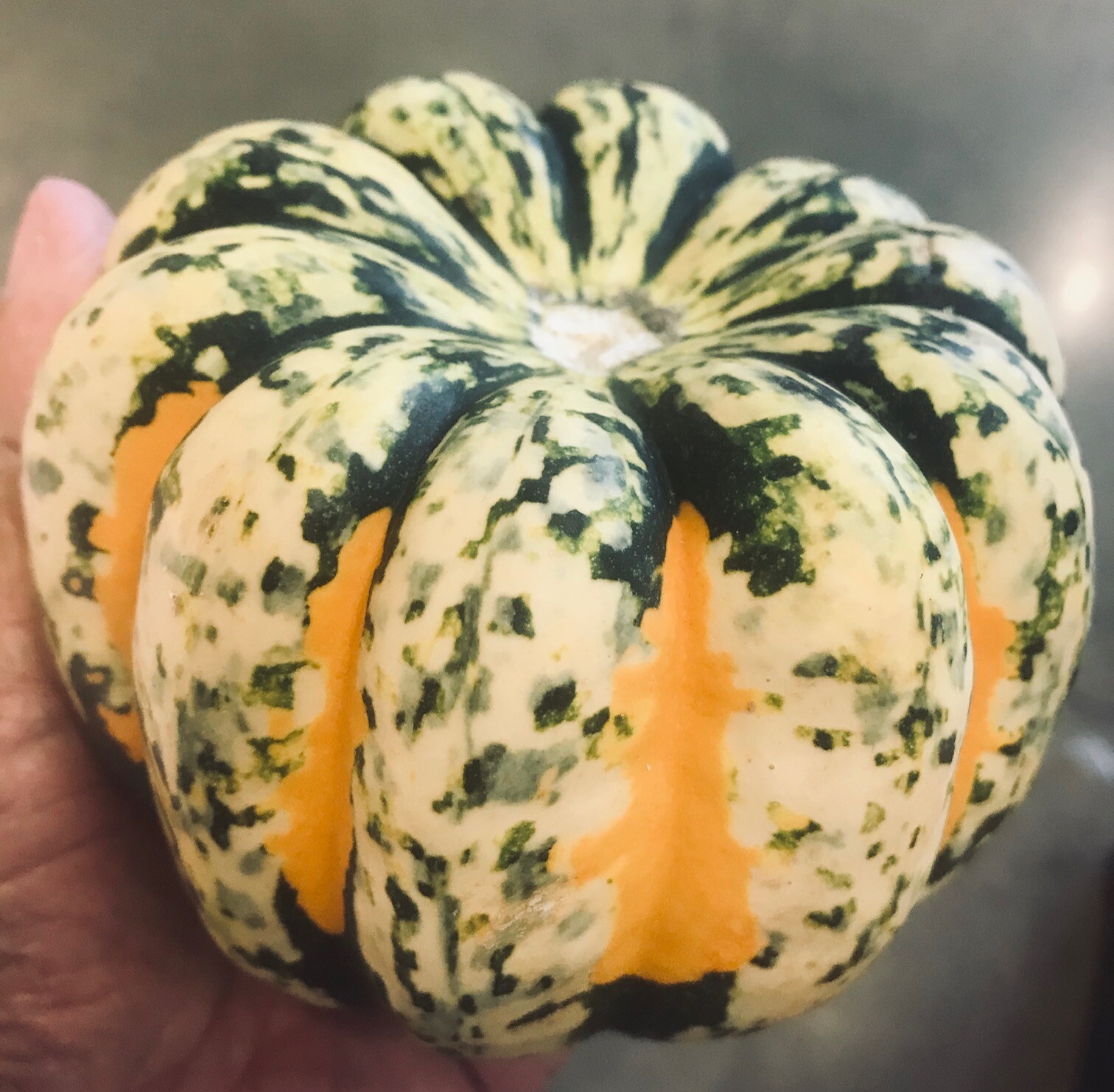 25 SWEET DUMPLING Winter Squash Seeds Fresh Picked Maturity 110 Days Full Sun