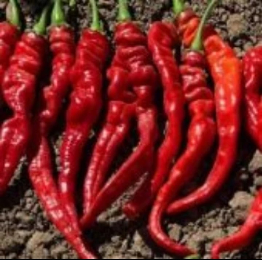Hot Portugal Pepper Seeds (20) / Spicy / DELICIOUS / Rare