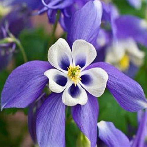 Blue Rocky Mountain Columbine Seeds – Aquilegia coerulea – Heirloom Perennial