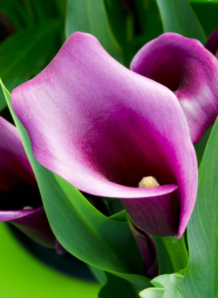 Paco Calla Lily Bulb, Purple, Size 20/22 cm, Gift Packaged, Planting Guide