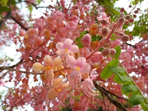 Cassia Grandis 25 Seeds, Tropical Coral Shower Flowering Tree WOW!