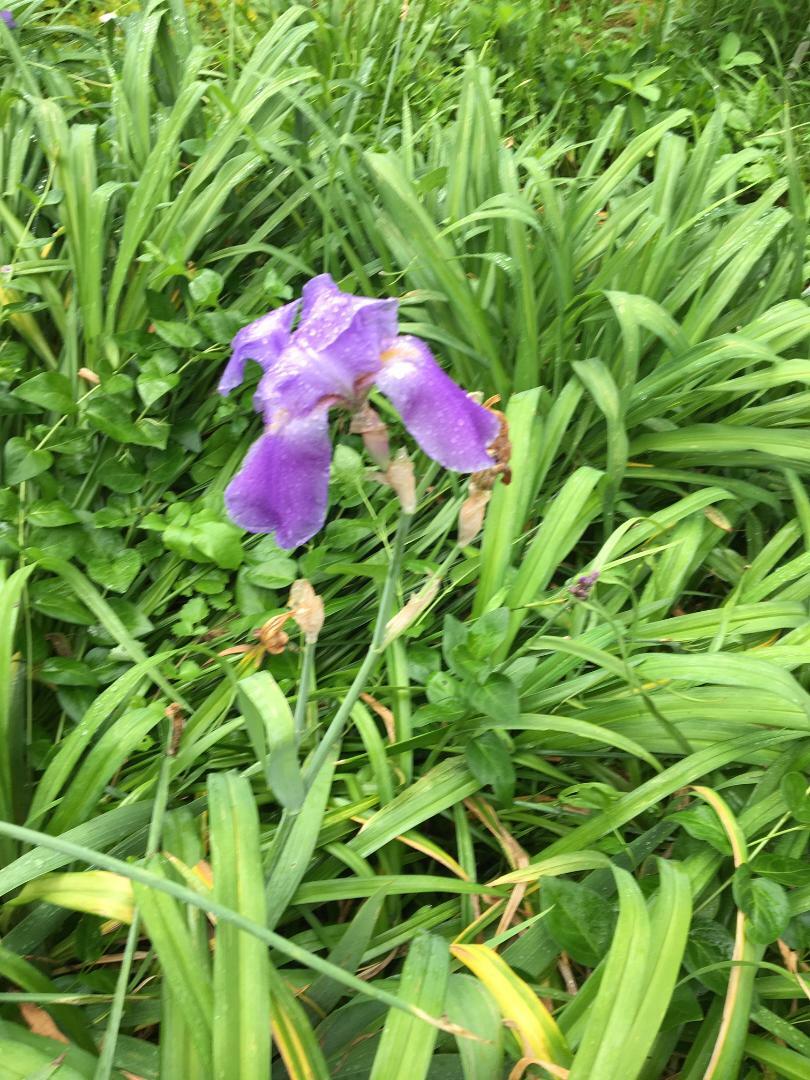 Purple Iris Perennial Pond/Land Plants 10 + Seeds USA Seller