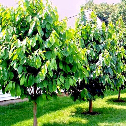 50 Caribbean “Red Lady” Carica Papaya Fruit Tree Seeds LARGE MELONS Indoor Plant