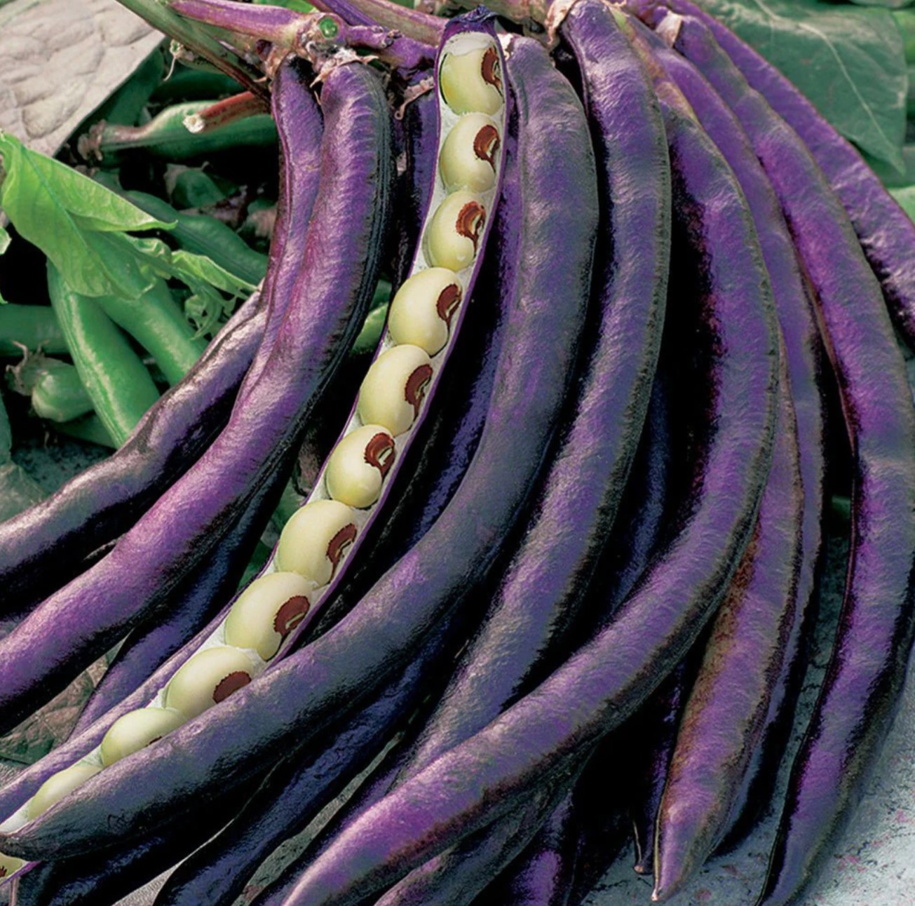 🫘SEEDS, Cowpeas, Pink Eye Purple Hull, 30 seeds, black eyed peas