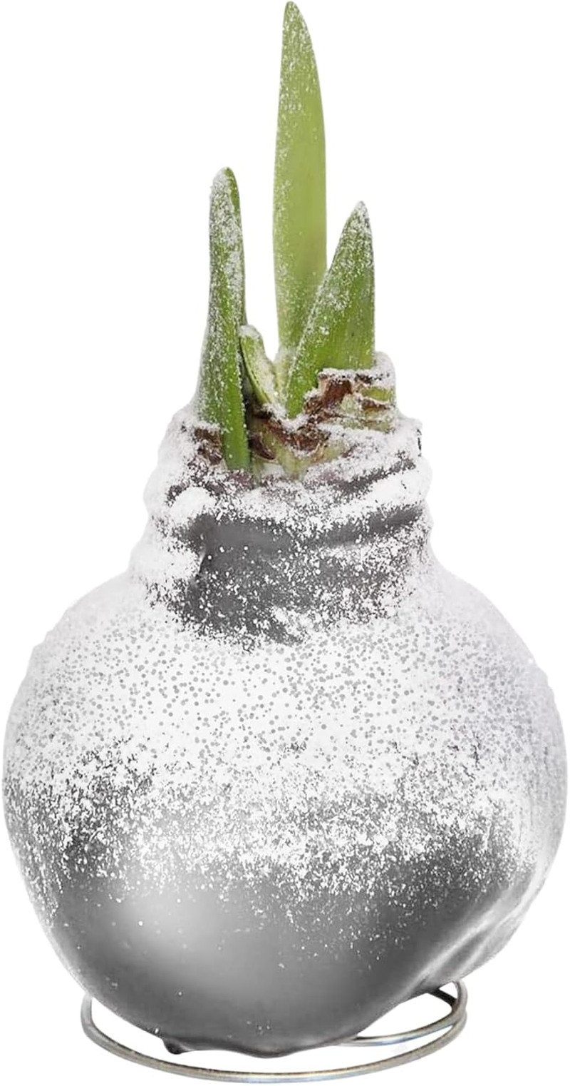 Snow Flecked Waxed Amaryllis Bulb – Silver Wax with Red Blooms – Live Holiday Gi
