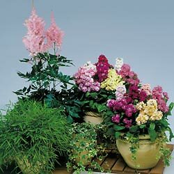 Stock Ten Week Dwarf Mix Vintage Mix 1,000 seeds
