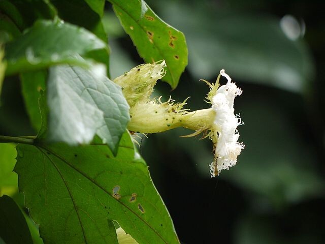 Trichosanthes tricuspidata | Tindora | 10 Seeds