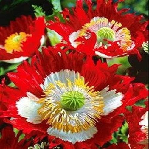 10,000 Danish Flag Poppy Seeds STRATIFIED Somniferum Large Red and White Blooms