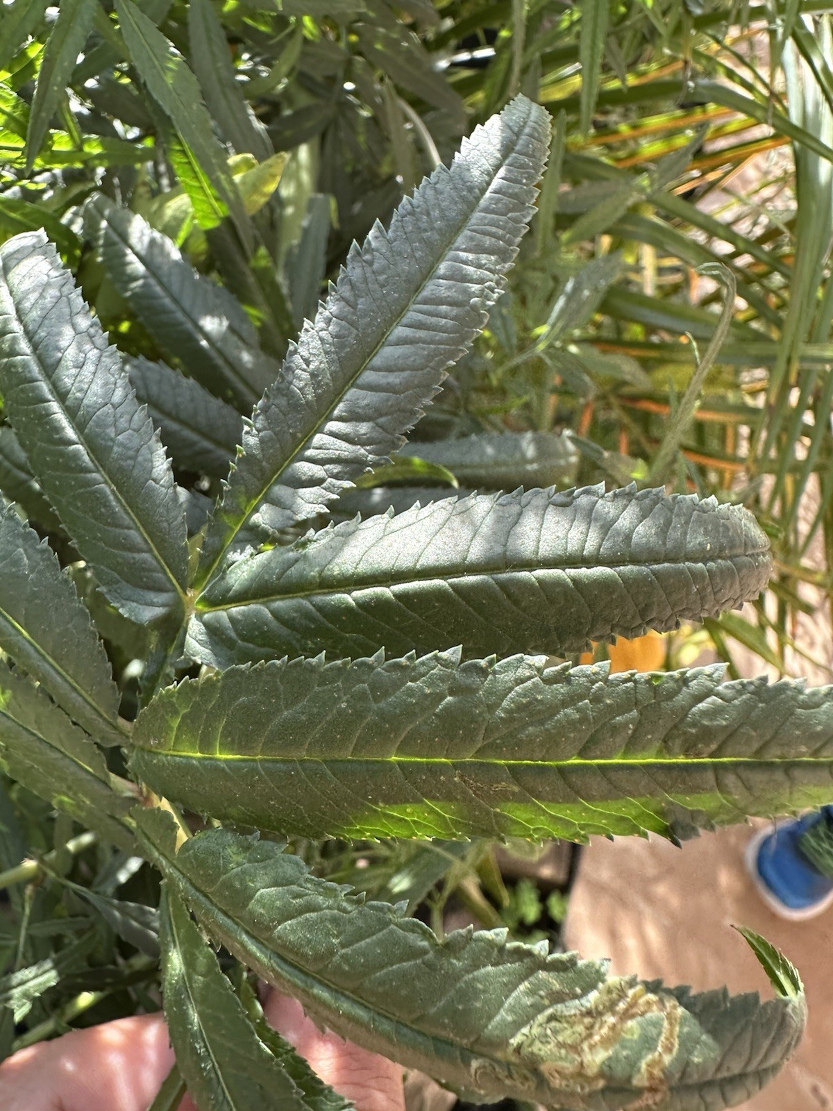 30 HUACATAY Leaves BLACK MINT Peruvian Medicinal & Culinary Herb