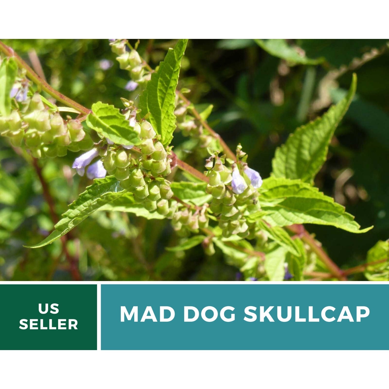 Skullcap, Official (Mad Dog Skullcap) seeds – Heirloom Herb (Scutellaria laterif