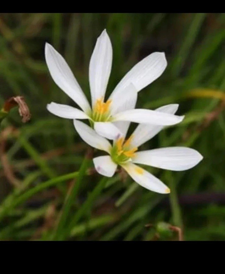 👒 10 Rain Lily Bulbs~Zephyr Lily~ Spring Garden~ White Flowers~ Fragrant￼