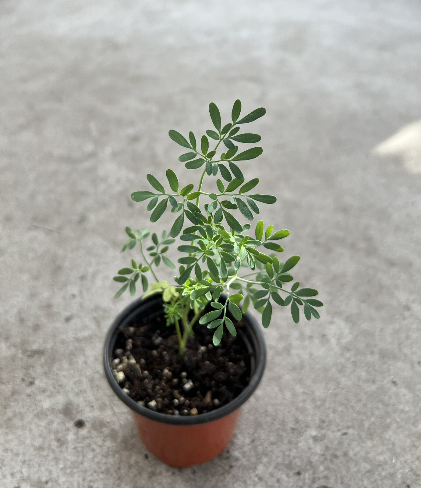 Common Rue Plant With Pot6” Ruda Ruta Graveolens Live Plant Ready To Plant