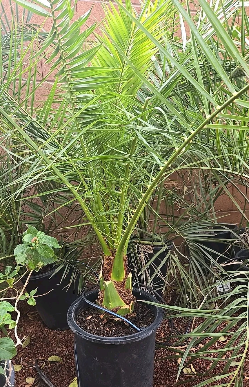 Canary Island, Date Palm, Pineapple Palm Tree, Phoenix Canariensis 8 Years Old