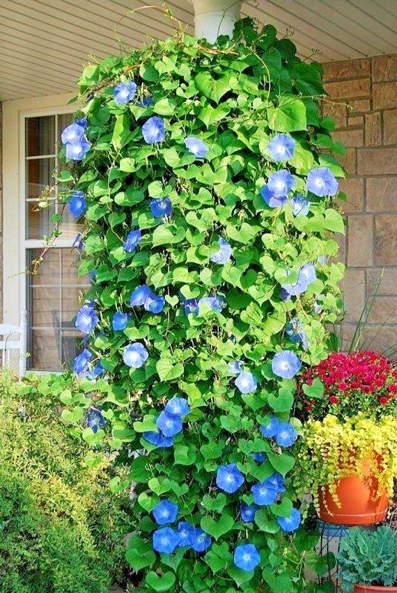 40+Blue MORNING GLORY Flower Seeds Climbing Flowering Vine Container Pollinators
