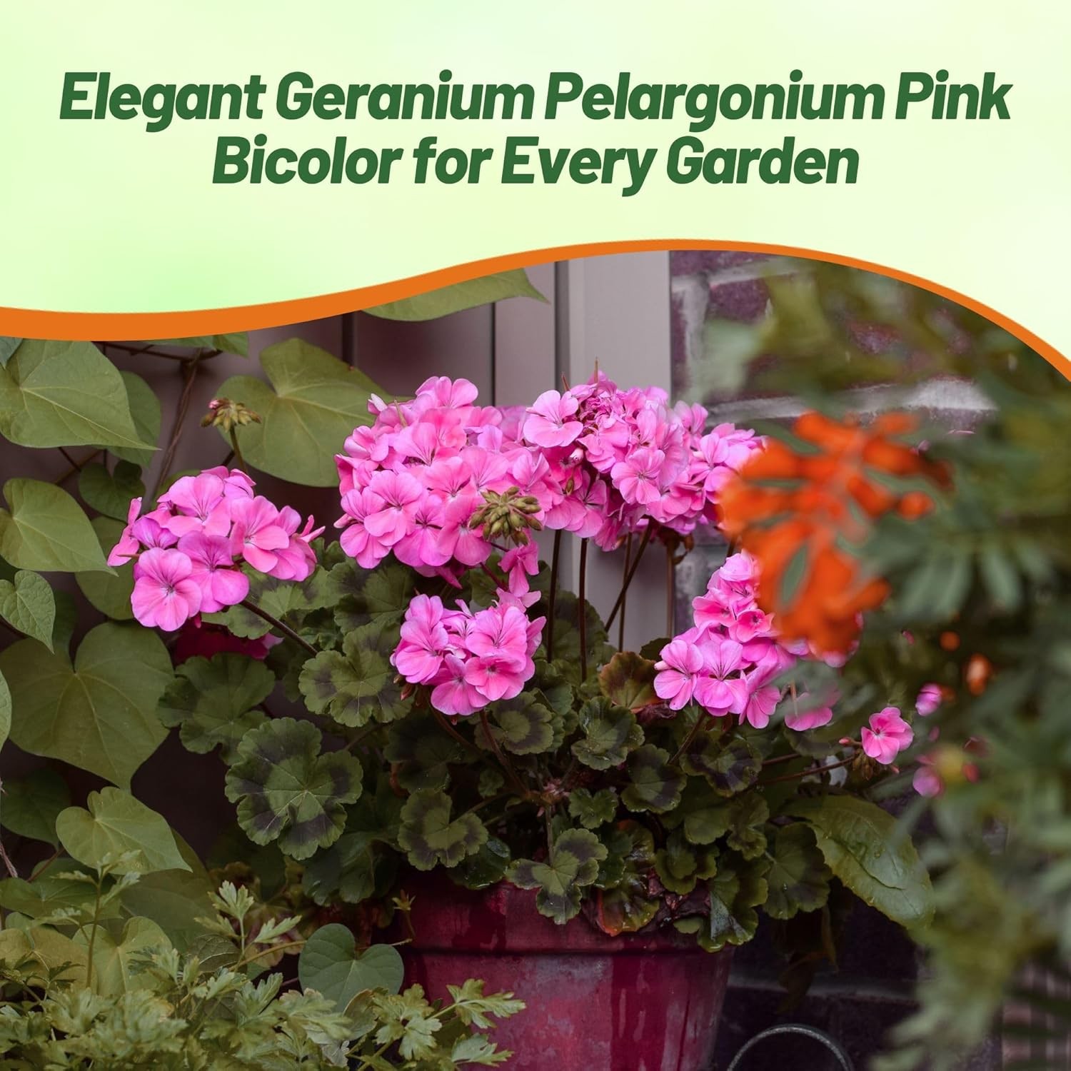 50 Seeds Geranium Pink Bicolor Drought Tolerant Geranium Garden Flower Seed