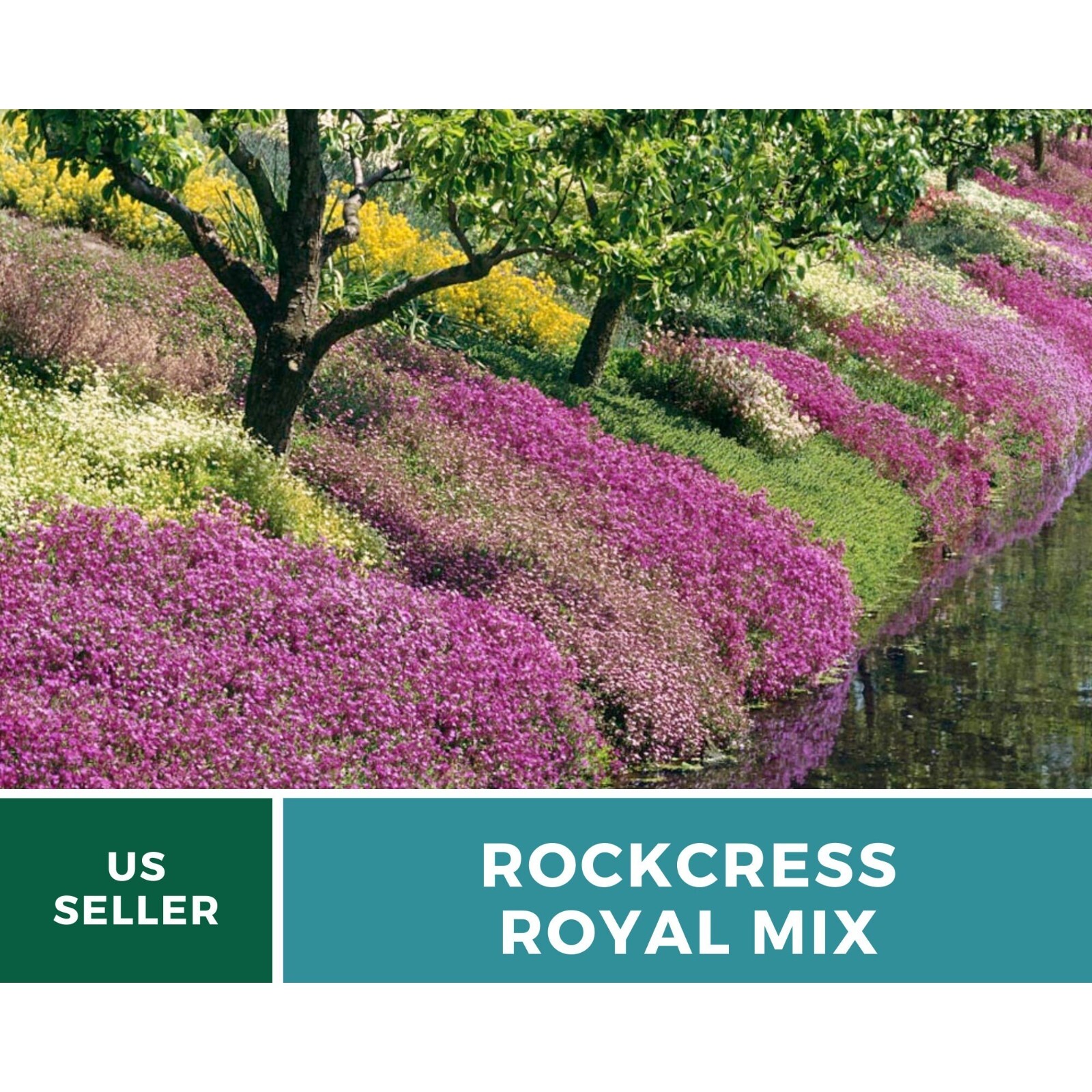 Rockcress, Royal Mix – Stunning cascading flowers (Aubrieta hybrida)