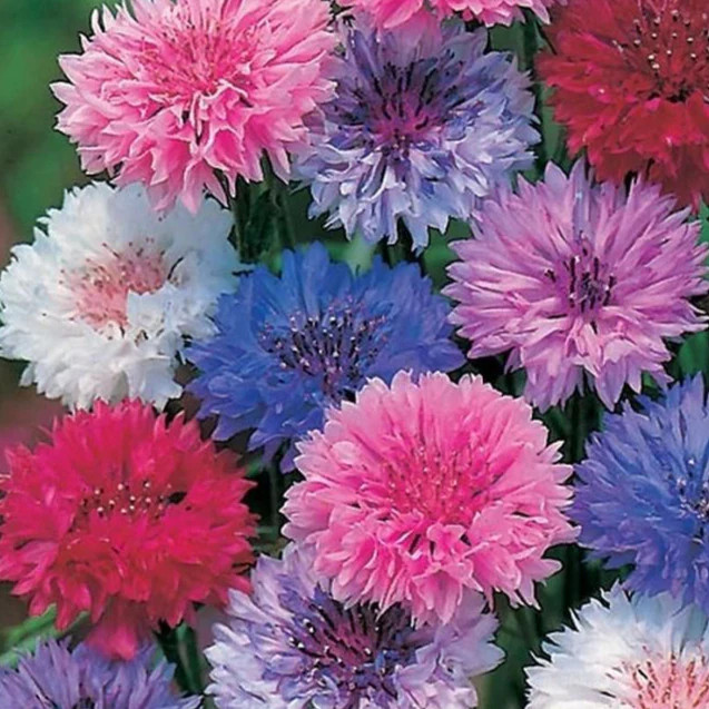 Cotton Candy Mix Tall Bachelor Button Seeds |Edible Wild Flower Cornflower 2024