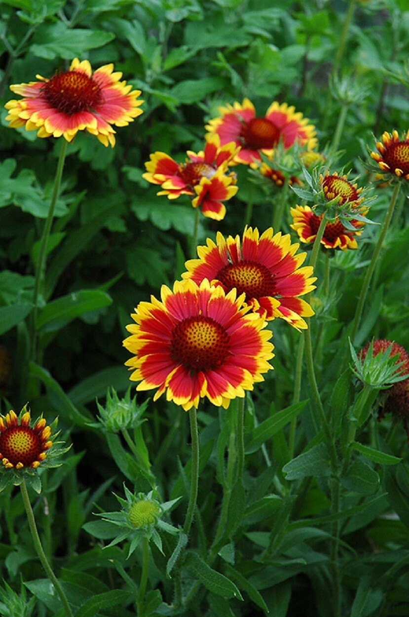 Gaillardia Goblin Seeds Gaillardia Seeds 100 Blanket Flower Seeds