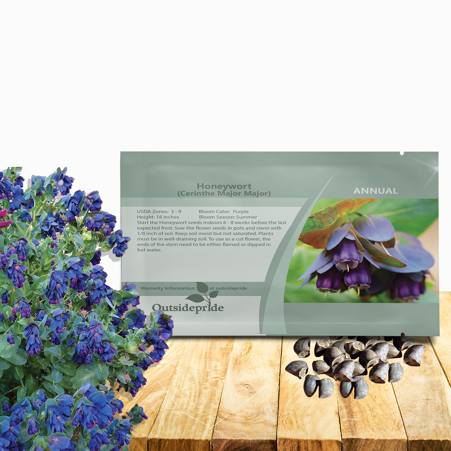 100 Seeds Honeywort Seeds – Cerinthe Major Flower Seeds