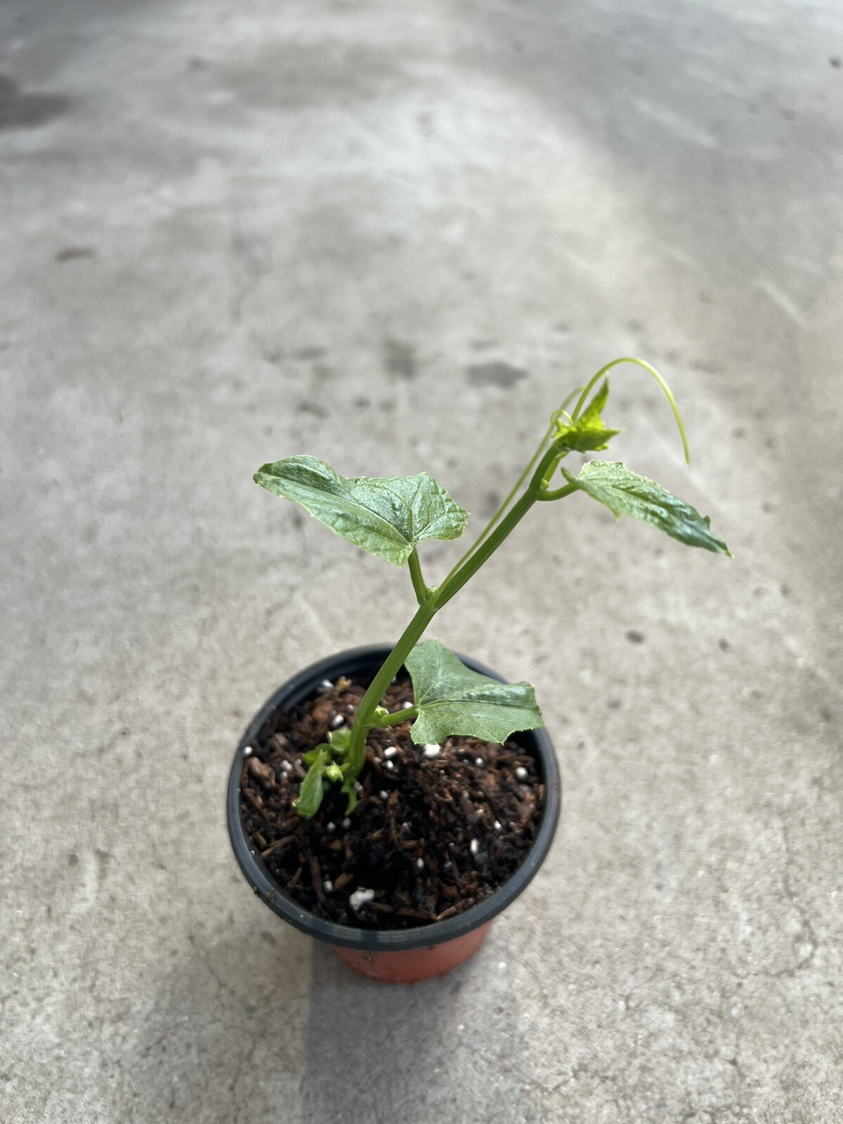 Chayote Plant Vegetable Live Plant 6” Ready To Plant