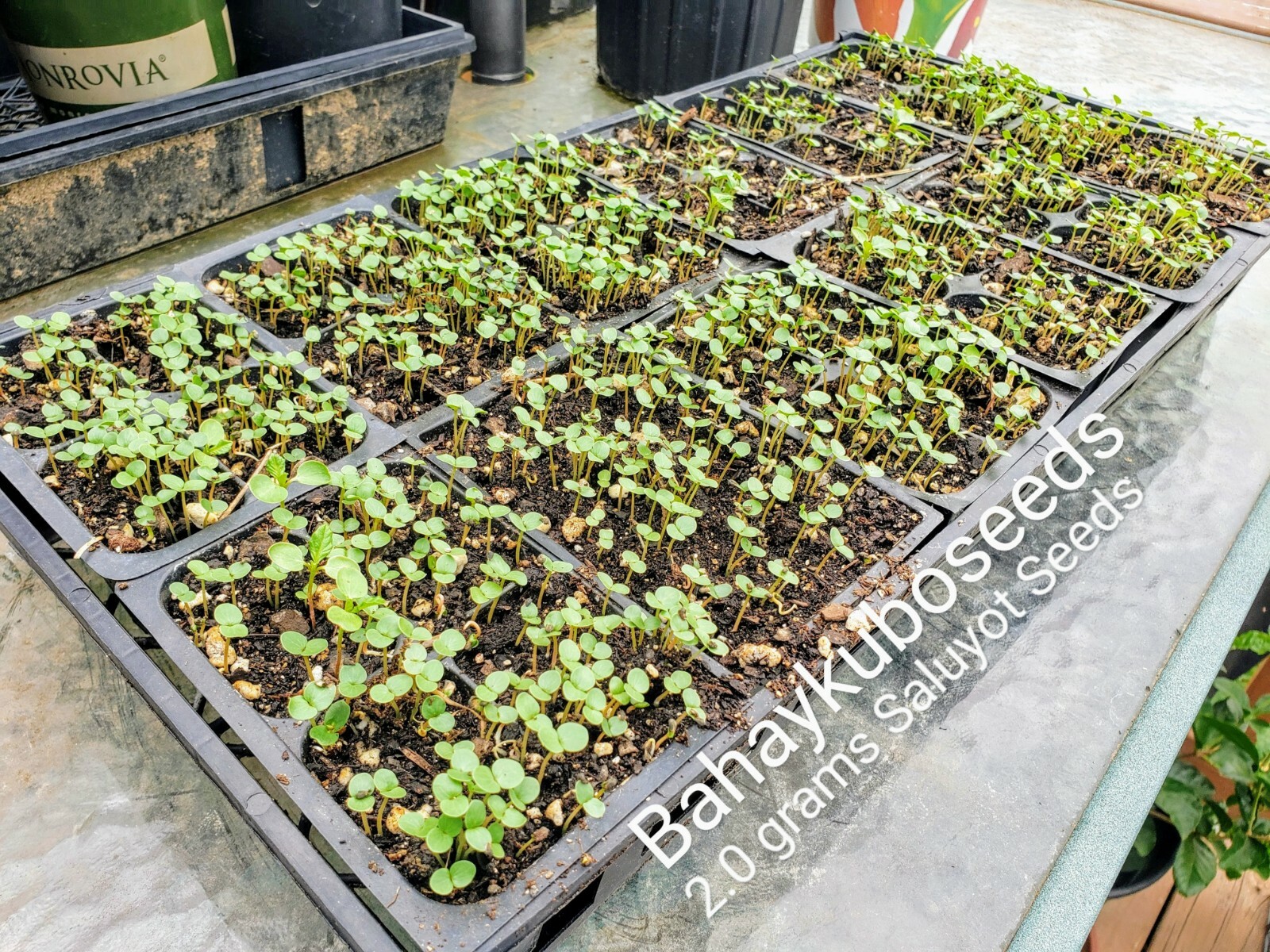 SEEDS Saluyot, Corchorus, Egyptian Spinach, Jute – 2 grams **2023 Season**