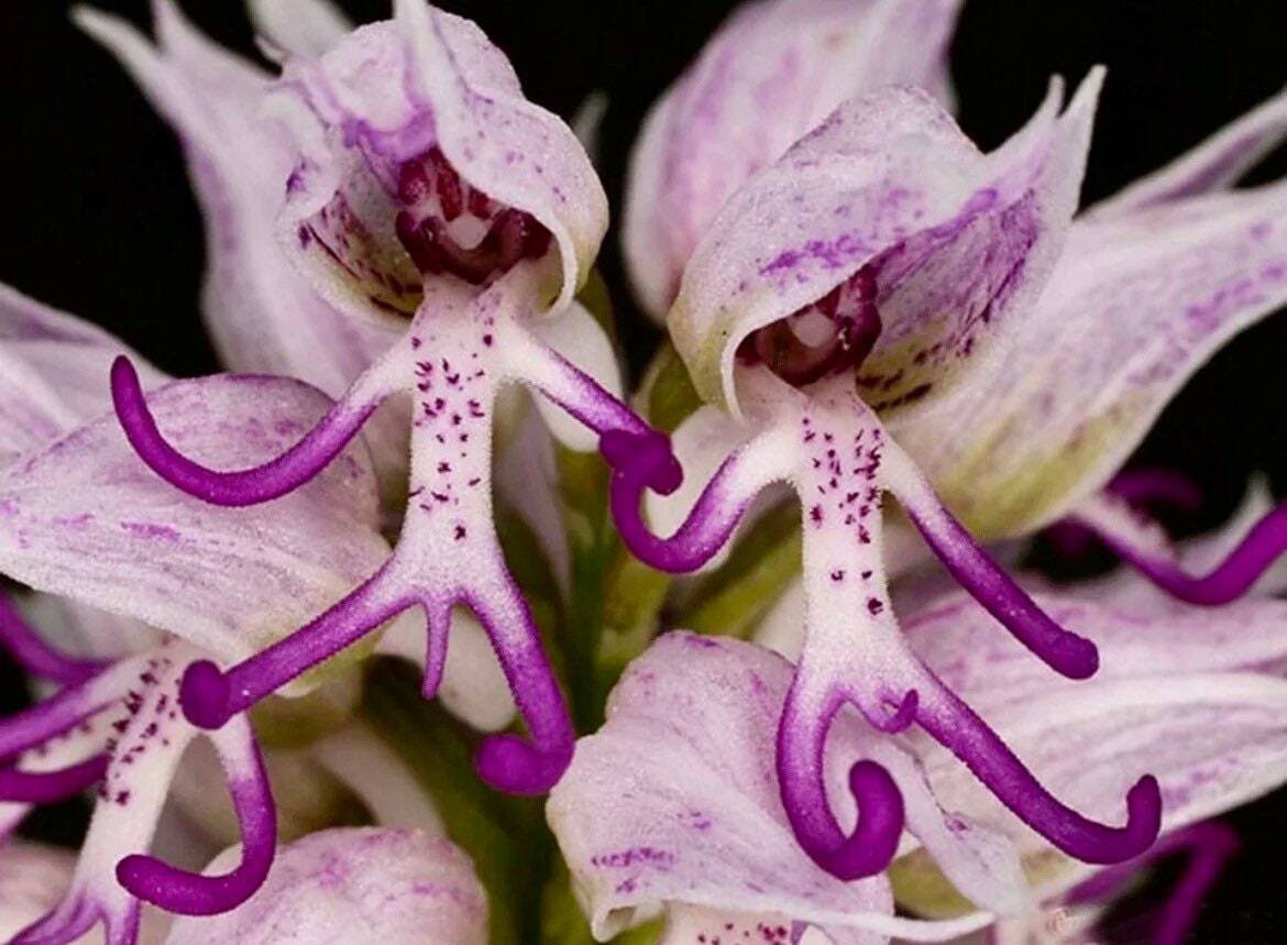 Naked Man Orchid Seeds ~ Orchis Italica ~ Italian Orchid ~ Usual Flowers ~