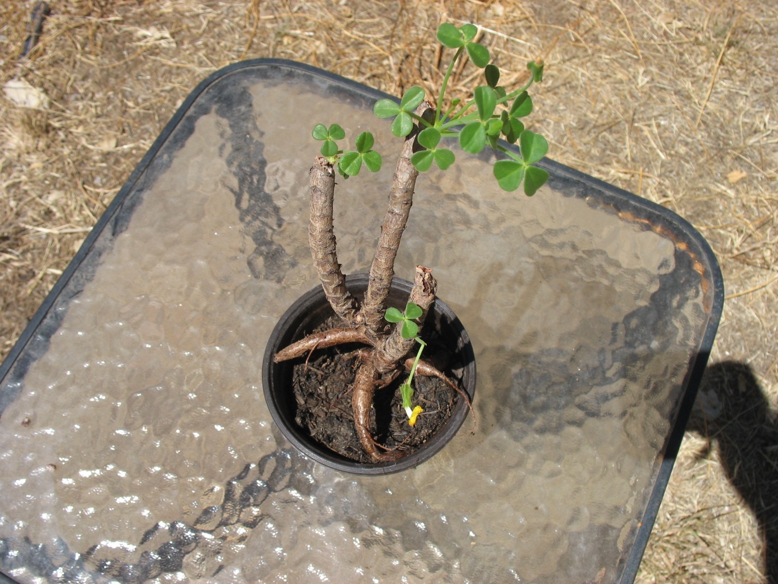 Bonsai Sorrel ~ Oxalis carnosa Caudex Caudiciform megalorrhiza 3.5″