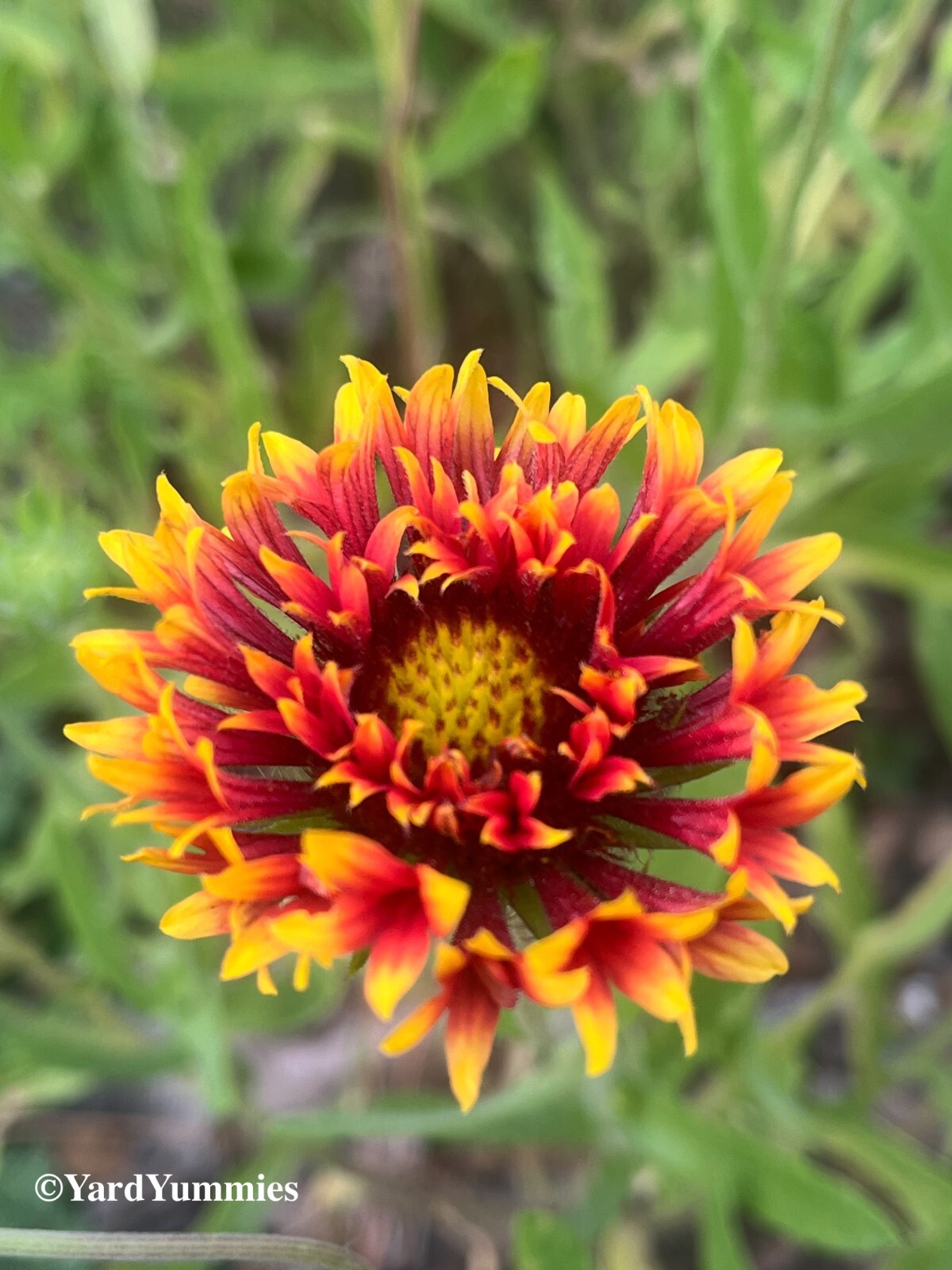 Lorenziana Gaillardia Indian Blanket Flower Double Sunset 100 SEEDS Heirloom