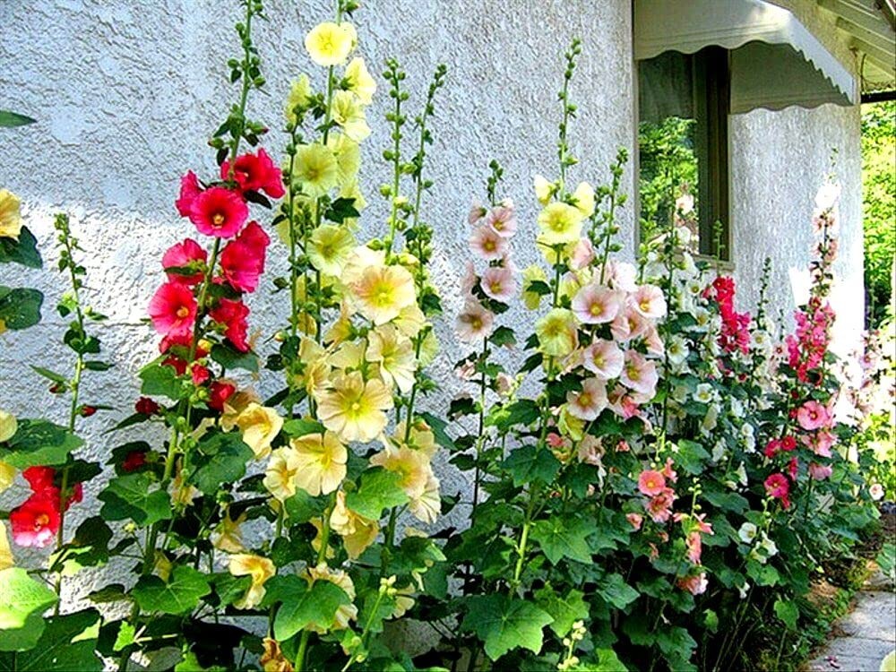 Seeds Hollyhock Seed Mix Malva 30+ Seeds for Planting Showy Perennial Flower …